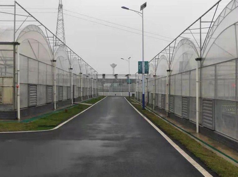 新鄭連棟溫室大棚