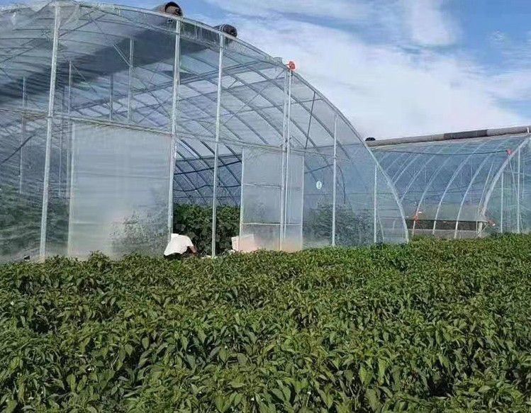 新余橢圓管大棚