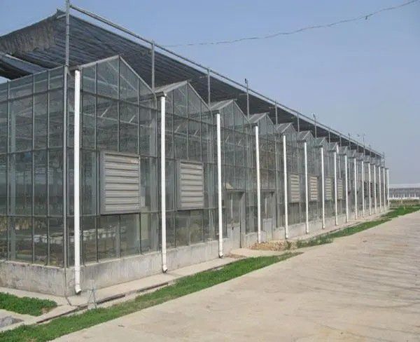 新鄭連棟溫室大棚